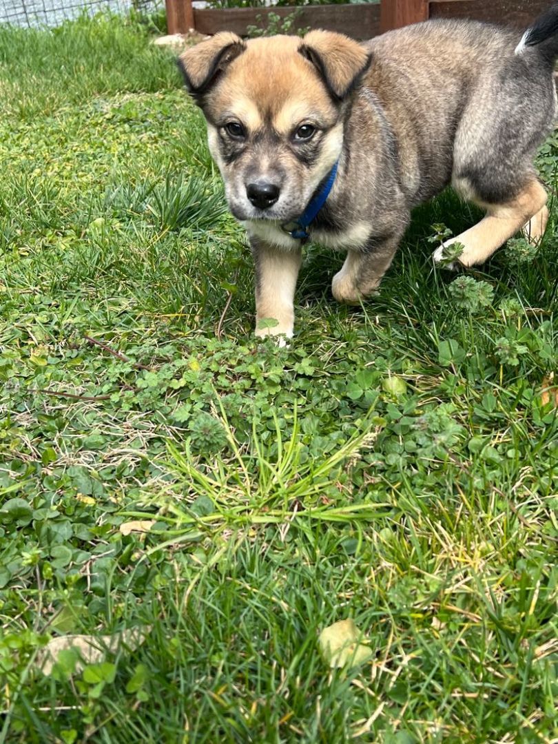Little Bear , a Adopted mixed breed in Santa Clara, CA image 5/5