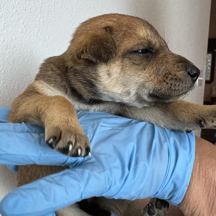 Yarrow (FTF Only), Adoptable, Puppy Female Mixed Breed.