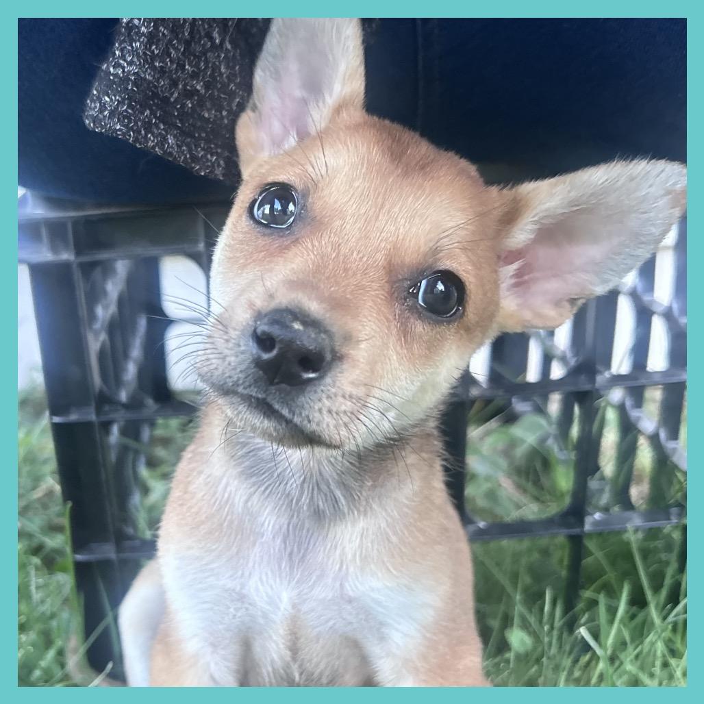 Yarrow (FTF Only), a Adoptable Mixed Breed in Laramie, WY image 2/6