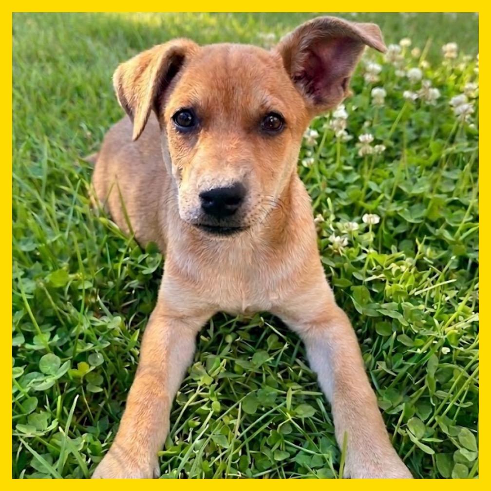 Enlarge Yarrow (FTF Only), a Adoptable Mixed Breed in Laramie, WY image 3/6