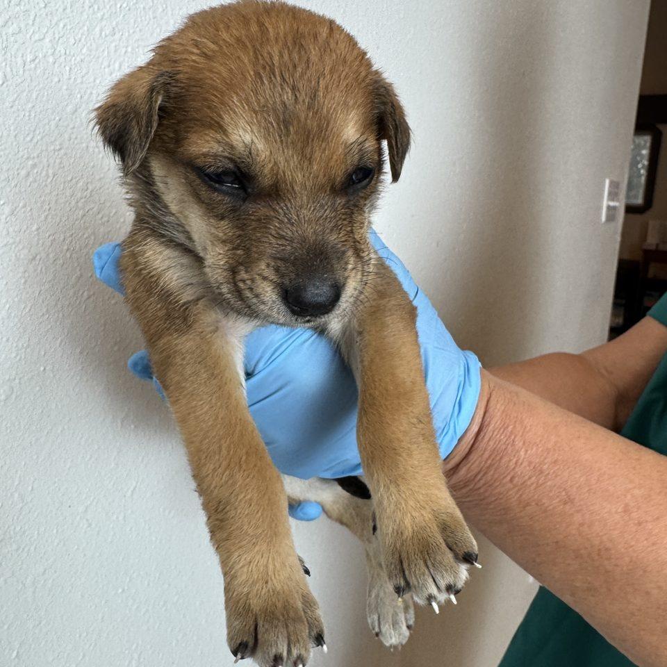 Yarrow (FTF Only), a Adoptable Mixed Breed in Laramie, WY image 3/6