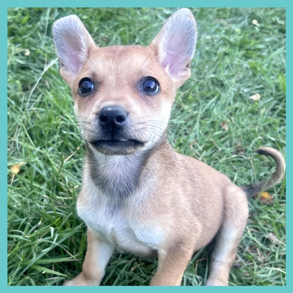 Yarrow (FTF Only), a Adoptable Mixed Breed in Laramie, WY image 4/6