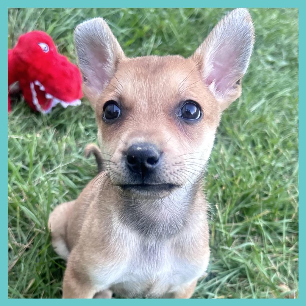 Yarrow (FTF Only), a Adoptable Mixed Breed in Laramie, WY image 5/6