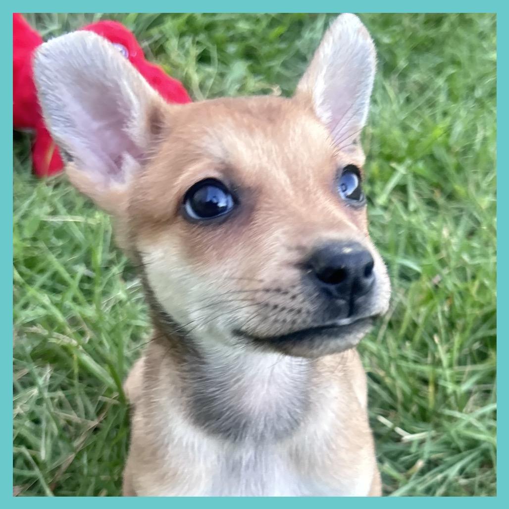Yarrow (FTF Only), a Adoptable Mixed Breed in Laramie, WY image 6/6