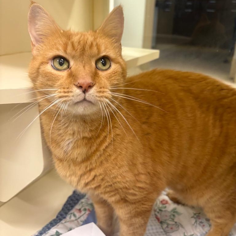 Honey Bee, a Adoptable Domestic Short Hair in Prince Frederick, MD image 1/2