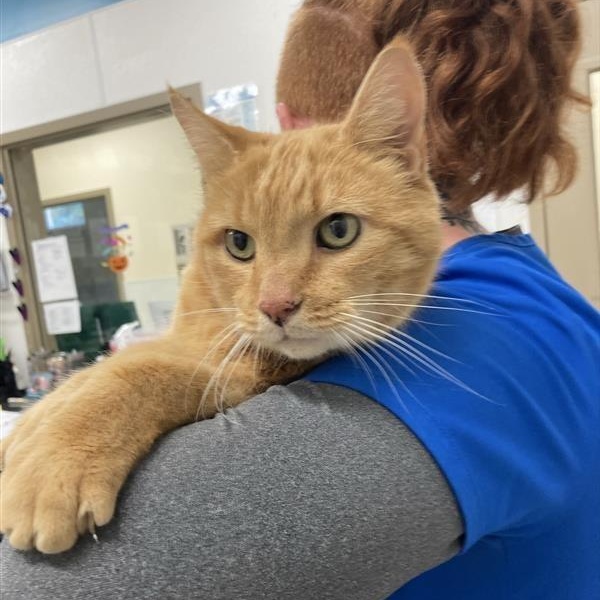 Honey Bee, a Adoptable Domestic Short Hair in Prince Frederick, MD image 2/2