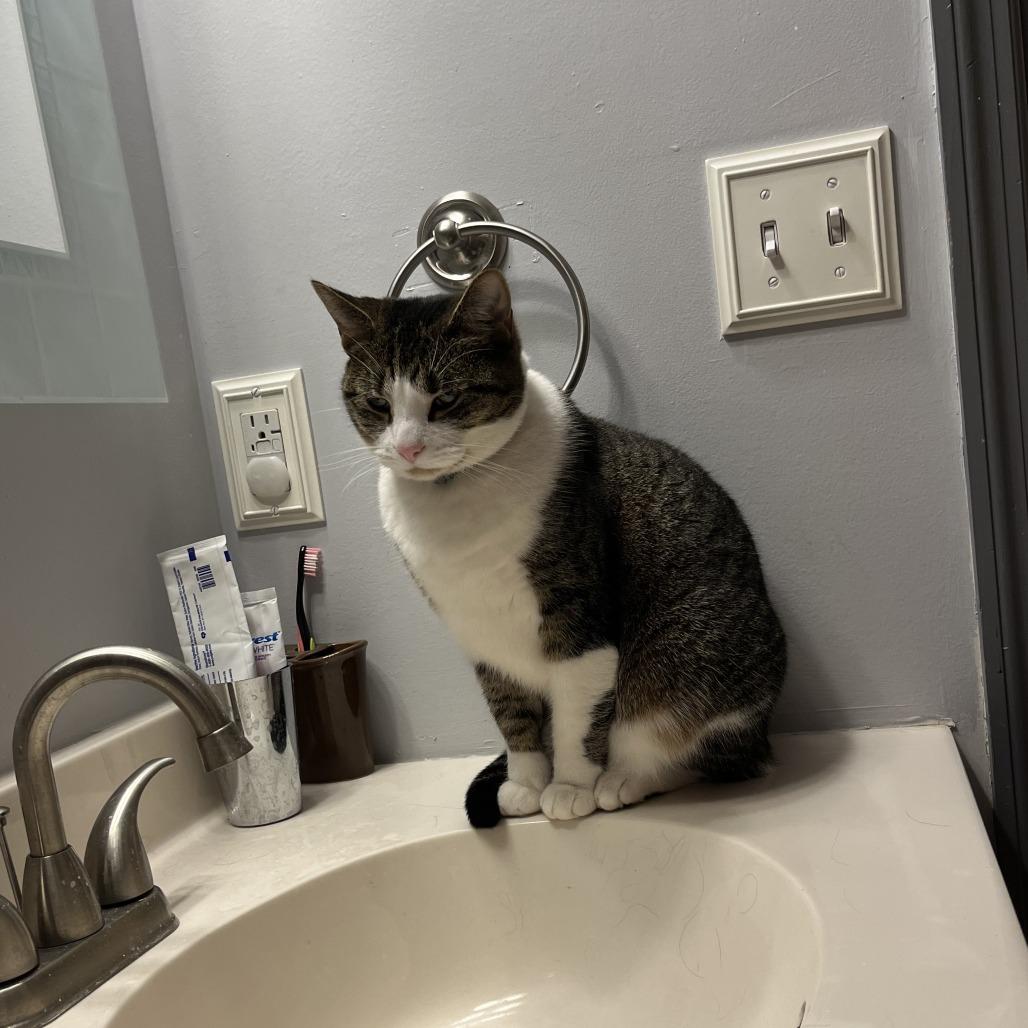 Boots, Adoptable, Adult Female Domestic Short Hair.