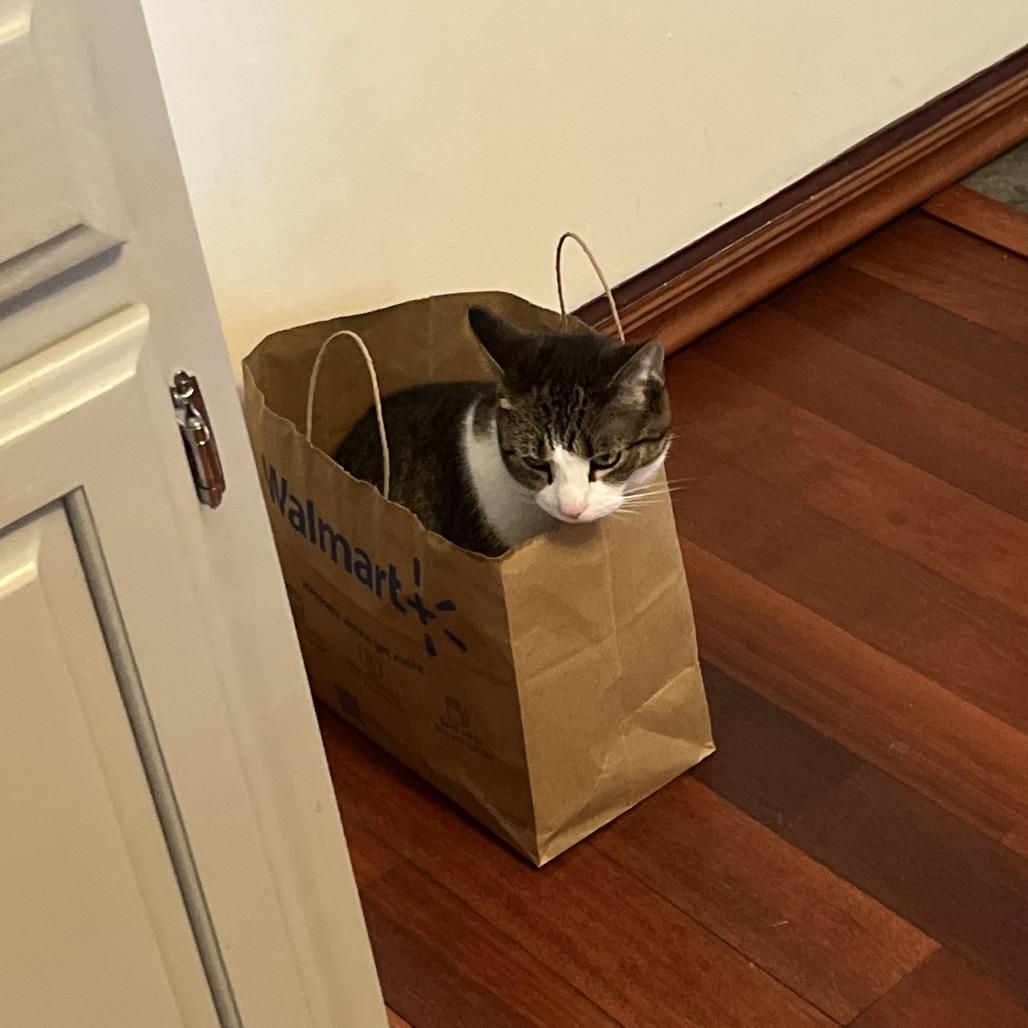 Boots, a Adoptable Domestic Short Hair in Saratoga Springs, NY image 2/4