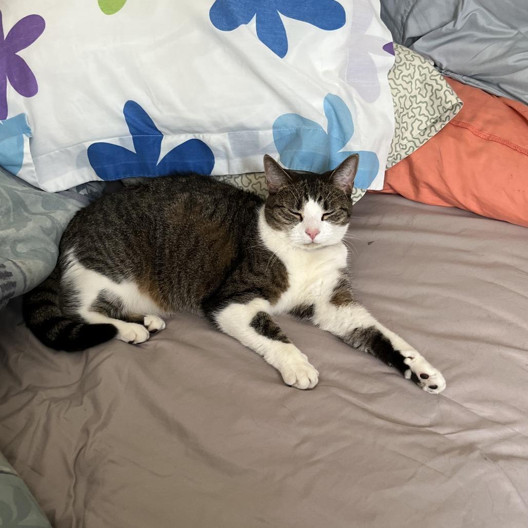 Boots, a Adoptable Domestic Short Hair in Saratoga Springs, NY image 3/4