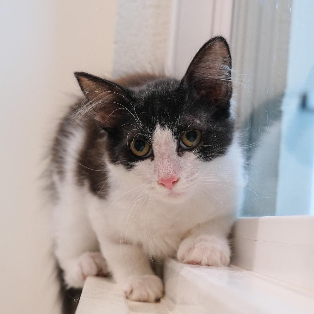 Enlarge Dandy, a Adoptable Domestic Medium Hair in Newport Beach, CA image 3/5
