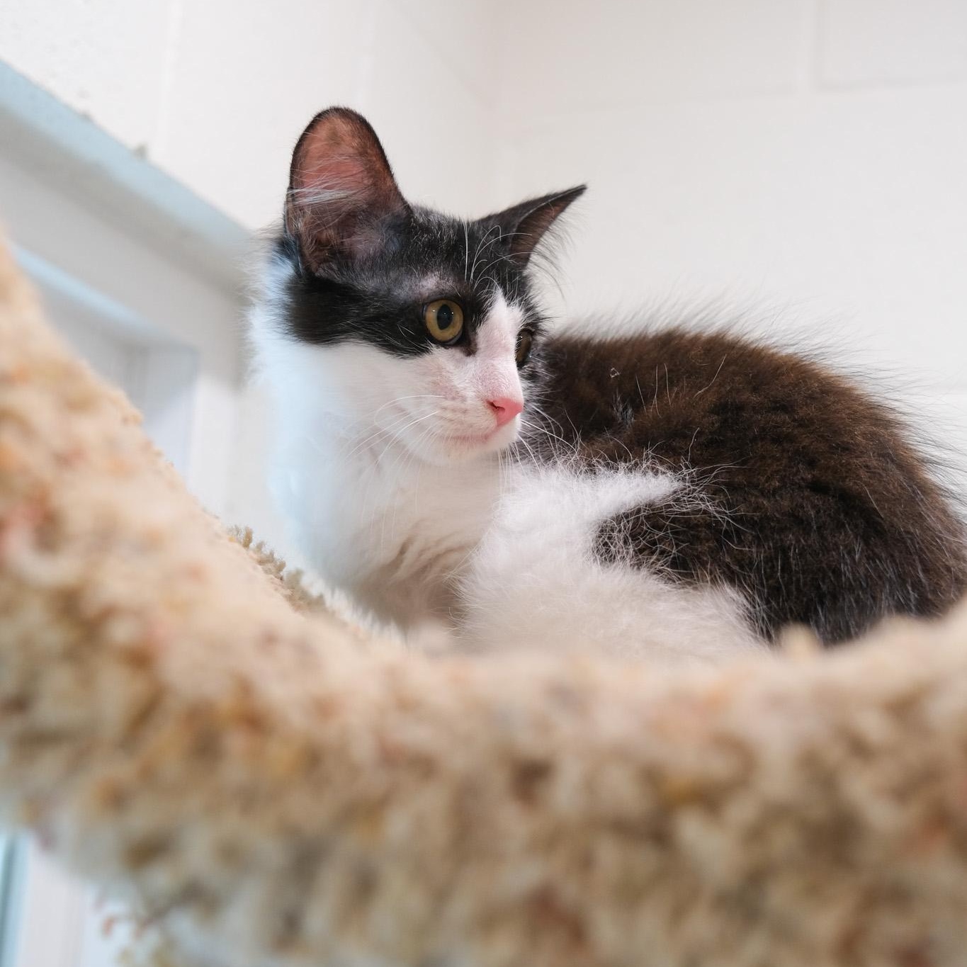 Enlarge Dandy, a Adoptable Domestic Medium Hair in Newport Beach, CA image 4/5