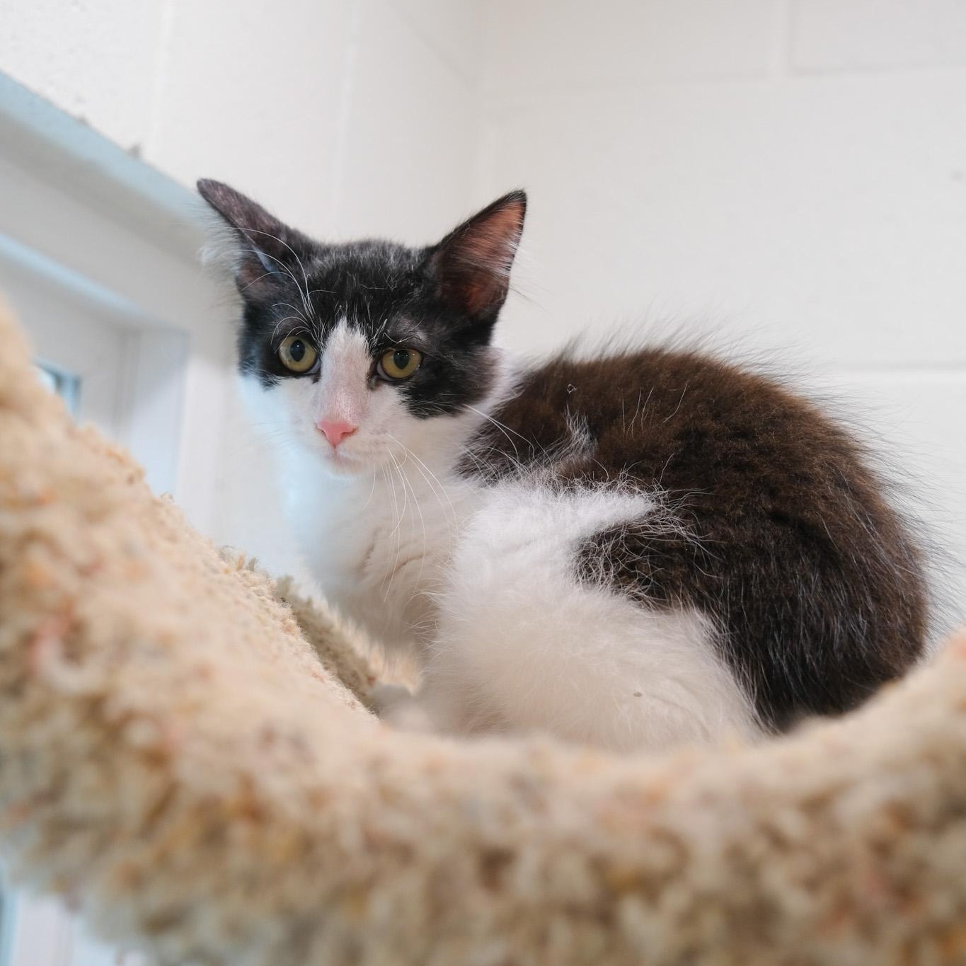 Enlarge Dandy, a Adoptable Domestic Medium Hair in Newport Beach, CA image 5/5