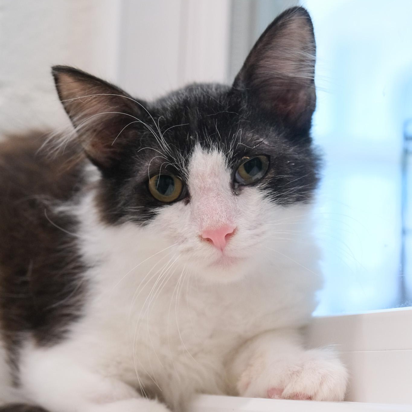 Enlarge Dandy, a Adoptable Domestic Medium Hair in Newport Beach, CA image 2/5