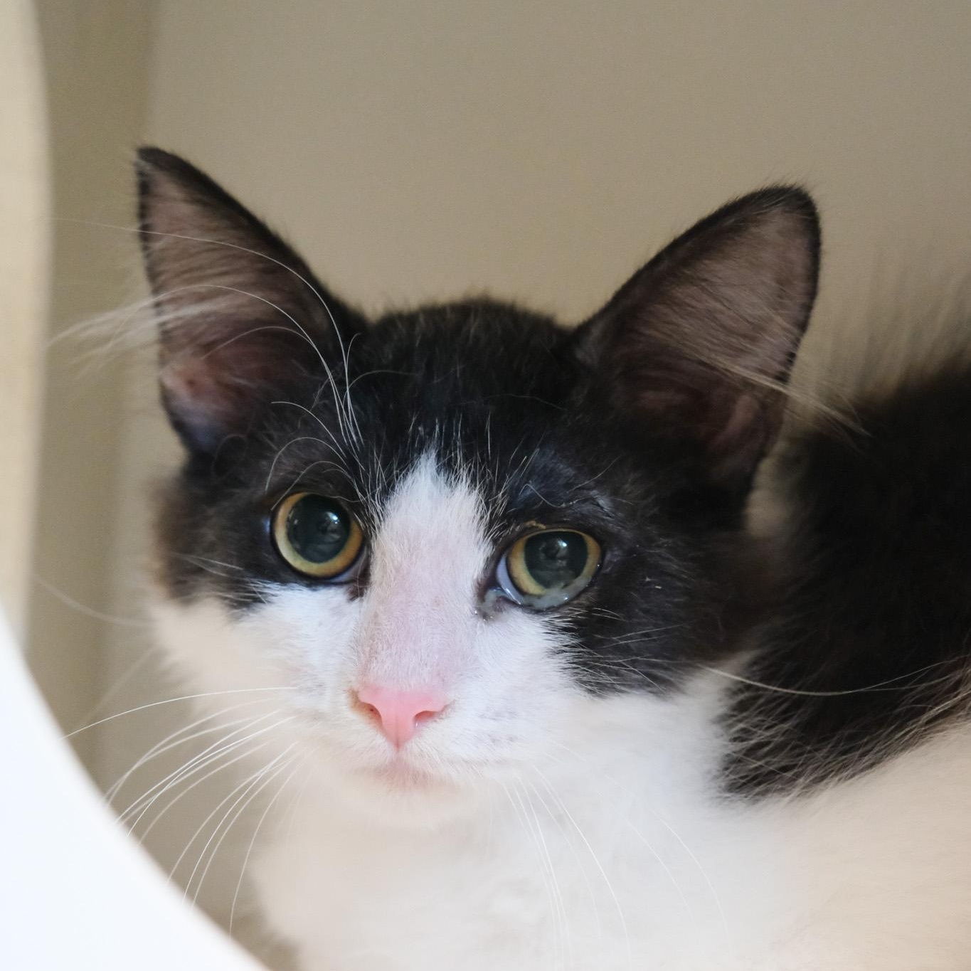 Dandy, Adoptable, Young Male Domestic Medium Hair.
