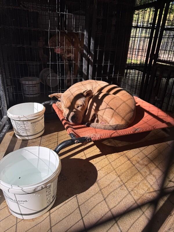 Enlarge Delilah, a Adoptable Mixed Breed in Alamo, TN image 2/5