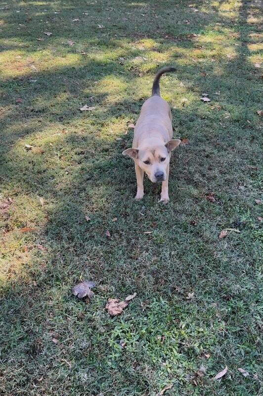 Enlarge Delilah, a Adoptable Mixed Breed in Alamo, TN image 4/5