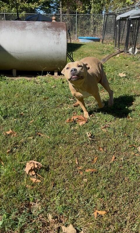 Enlarge Delilah, a Adoptable Mixed Breed in Alamo, TN image 5/5