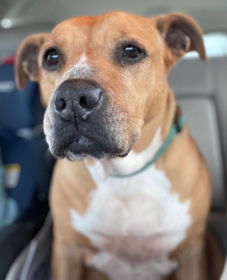 Enlarge Ginger, a Adoptable mixed breed in BUTTE, MT image 8/11