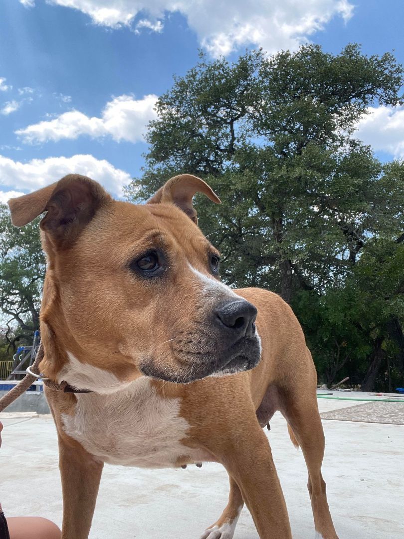 Enlarge Ginger, a Adoptable mixed breed in BUTTE, MT image 9/11