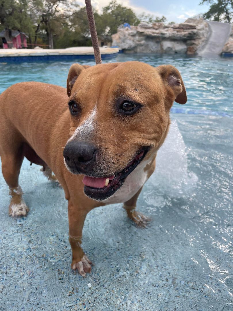 Enlarge Ginger, a Adoptable mixed breed in BUTTE, MT image 10/11