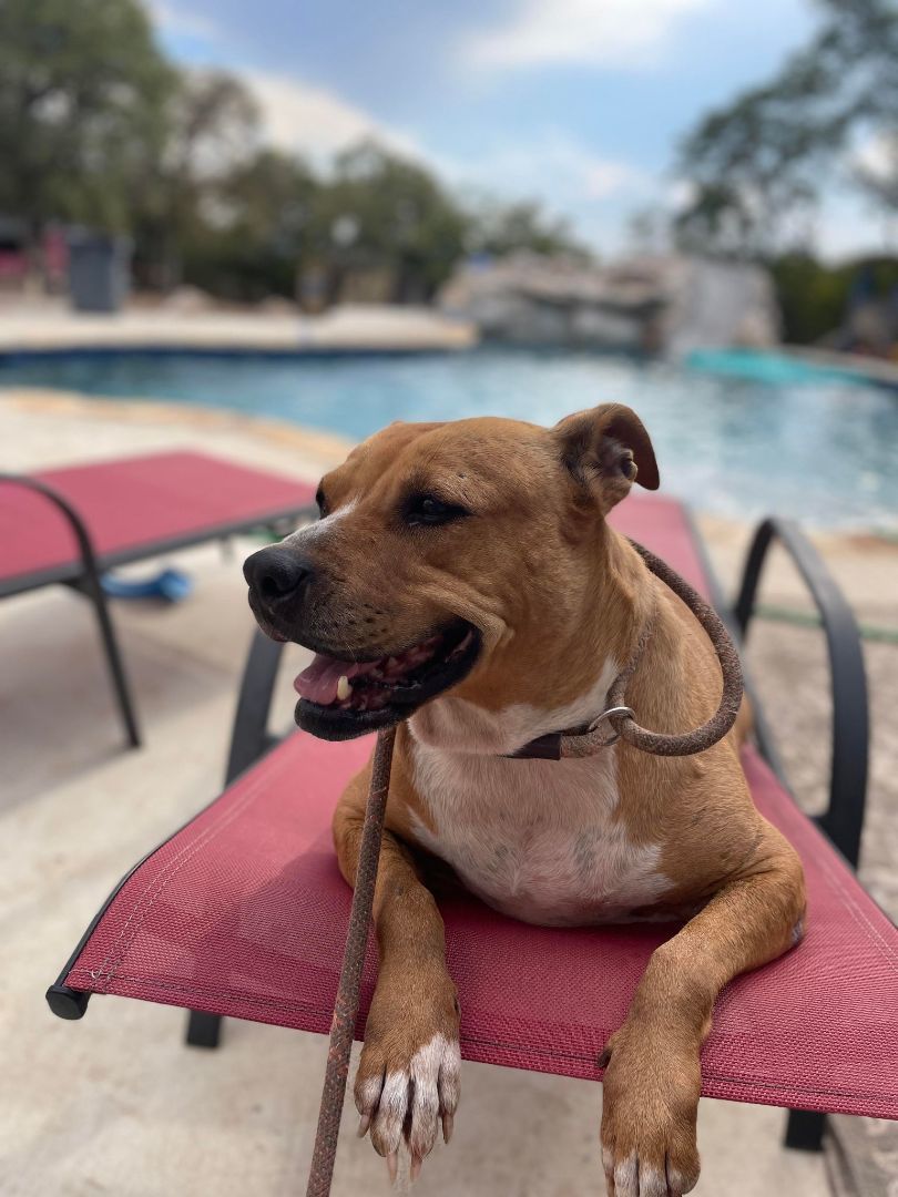 Enlarge Ginger, a Adoptable mixed breed in BUTTE, MT image 11/11