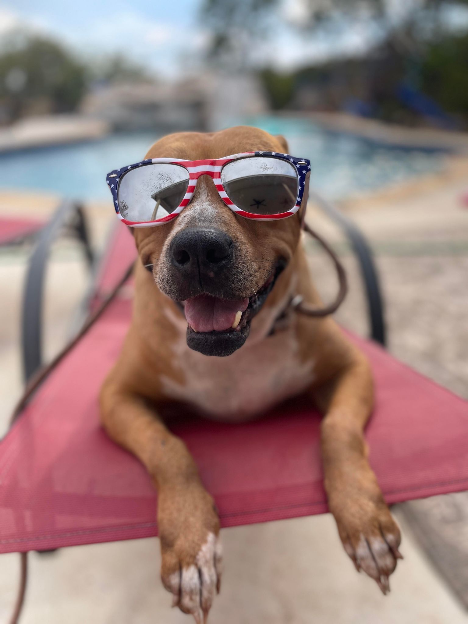 Ginger, Adult Female Pit Bull Terrier