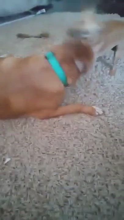 Enlarge Ginger, a Adoptable mixed breed in BUTTE, MT video 7/11