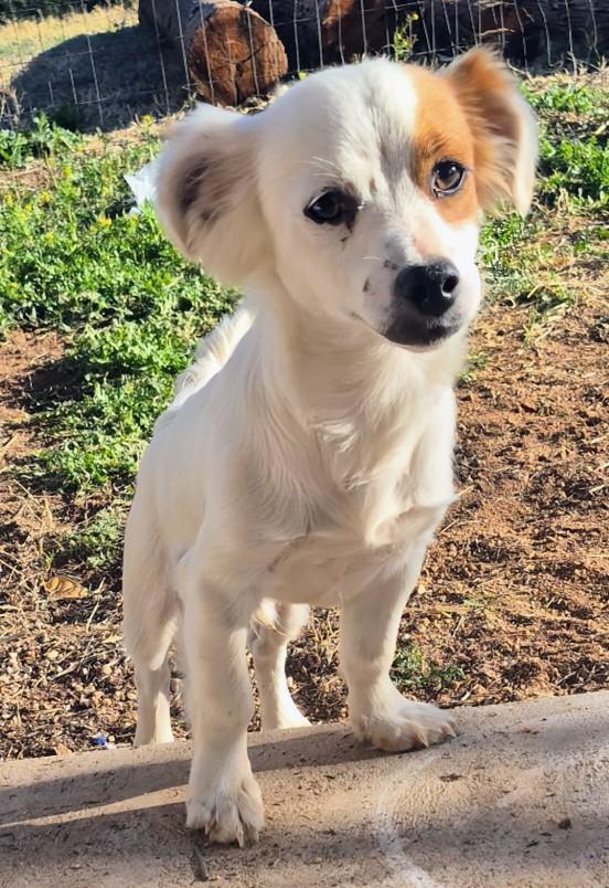 Enlarge Joey , an adopted mixed breed in Saint David, AZ image 4/4