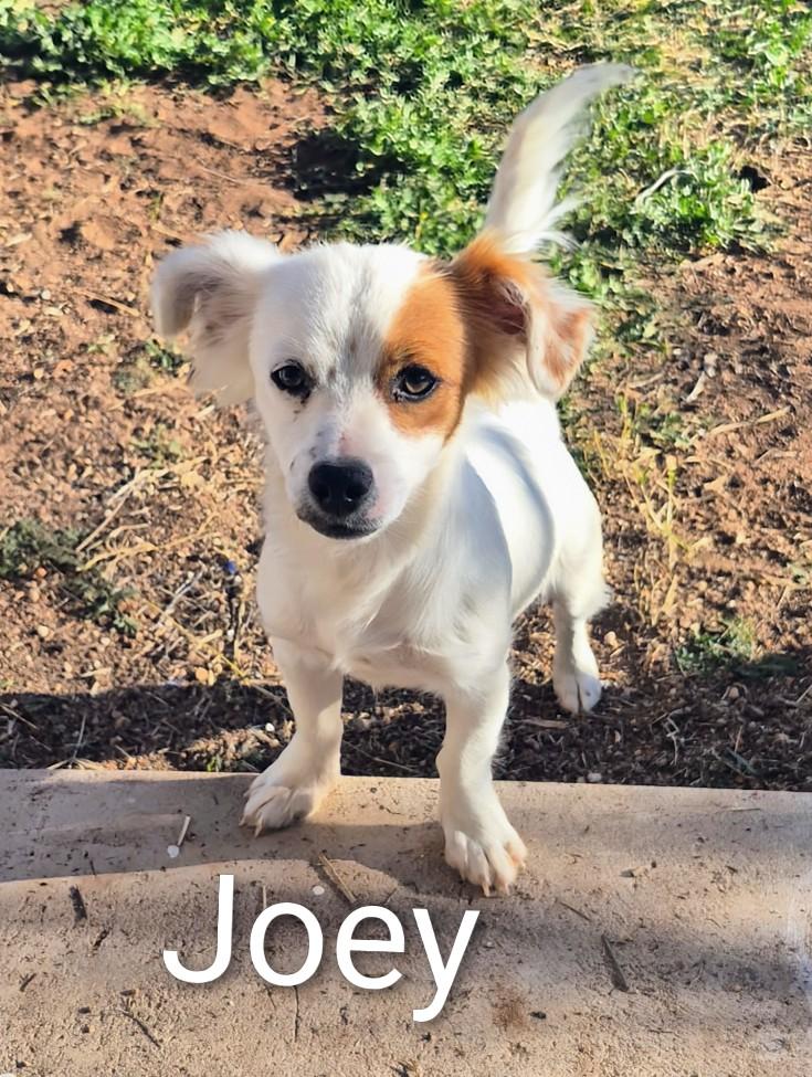 Enlarge Joey , an adopted mixed breed in Saint David, AZ image 1/4