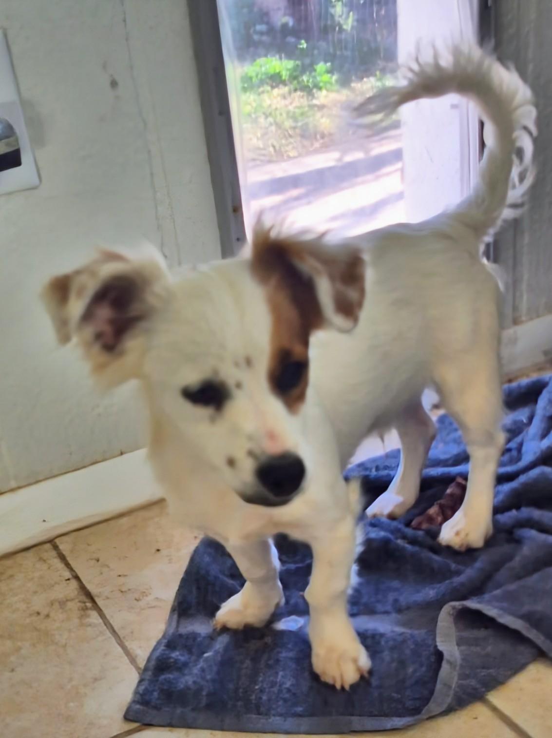 Enlarge Joey , an adopted mixed breed in Saint David, AZ image 2/4