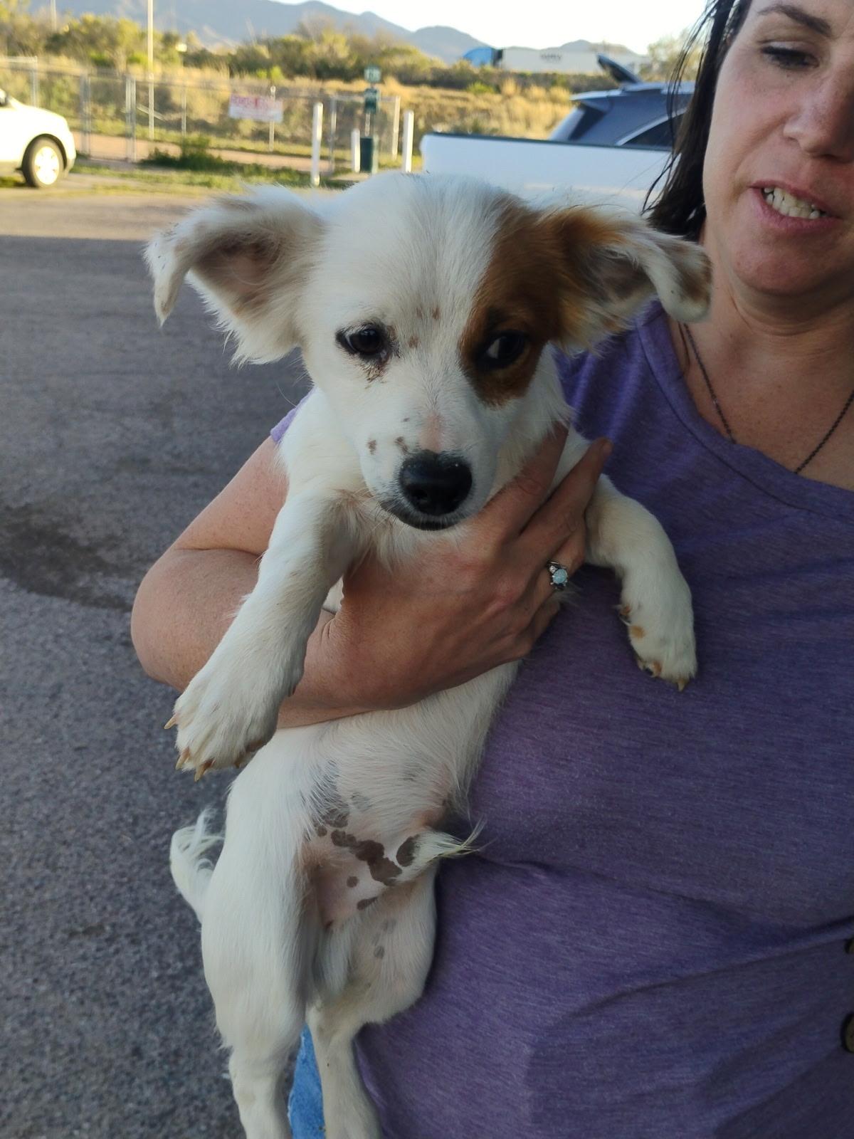 Enlarge Joey , an adopted mixed breed in Saint David, AZ image 3/4
