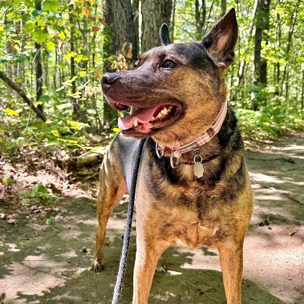 Georgia Mae *Avail by Appt*, Adoptable, Adult Female Mixed Breed.