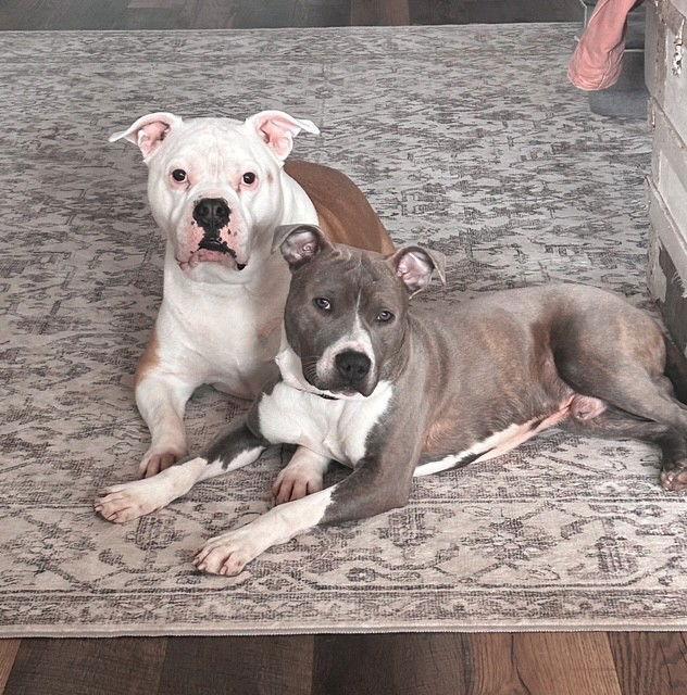 Enlarge Cowboy, a Adoptable Pit Bull Terrier in Cape May Court House, NJ image 1/3