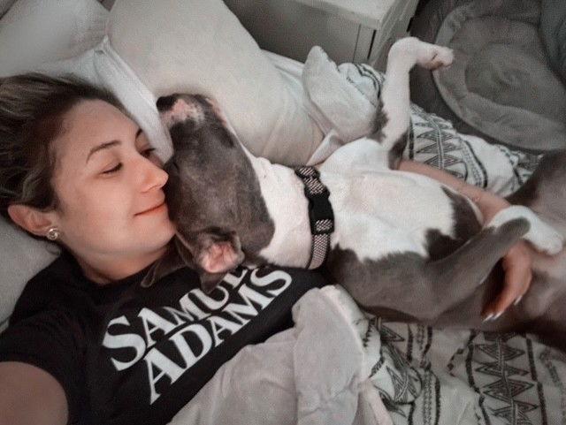 Enlarge Cowboy, a Adoptable Pit Bull Terrier in Cape May Court House, NJ image 3/3