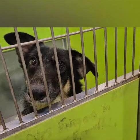 Gucci - Foster or Adopter Needed, an adopted German Shepherd Dog in Wantagh, NY image 4/5