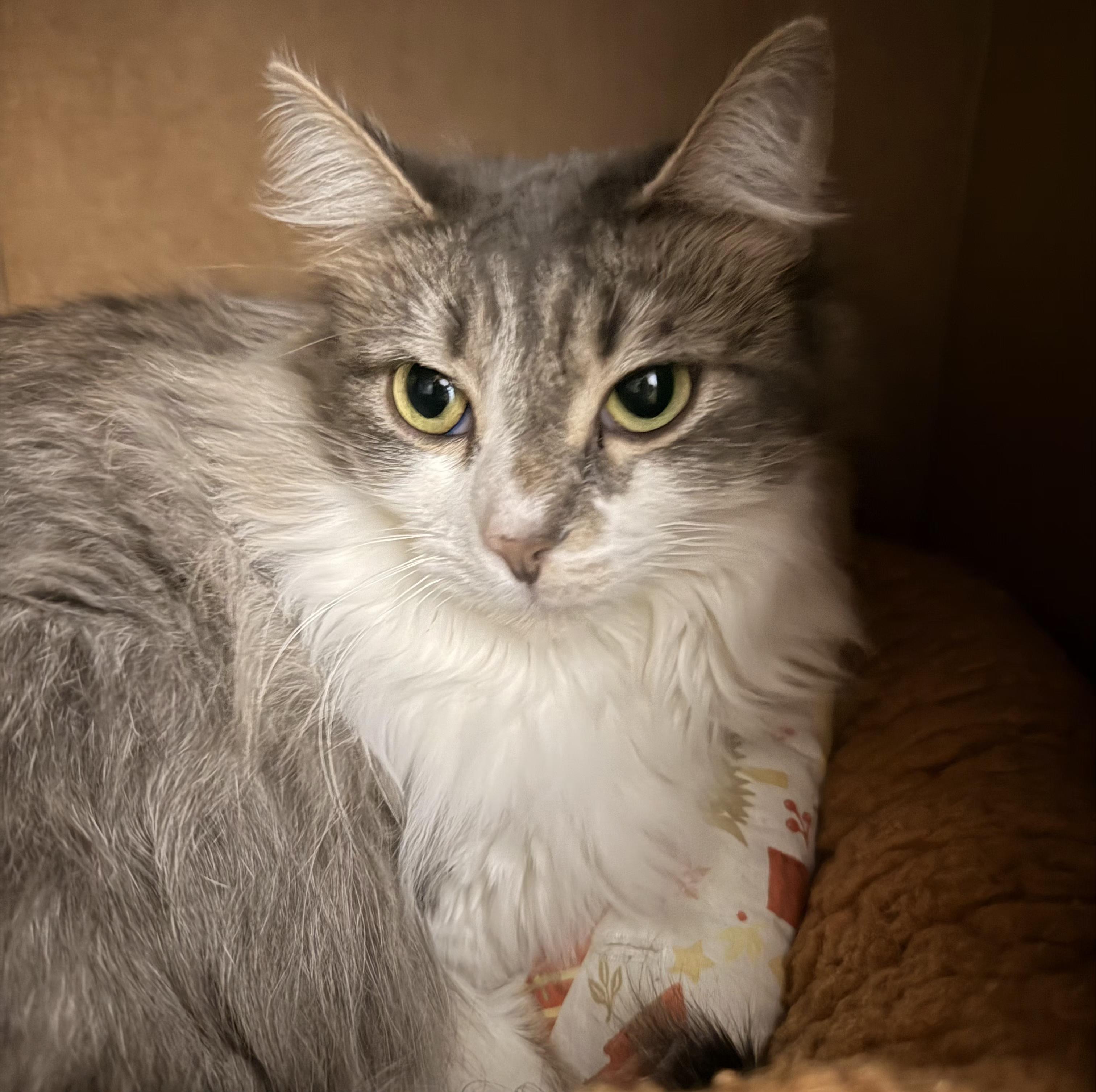 Enlarge Frenchy, an adopted Domestic Long Hair in Grand Rapids, MI image 6/6