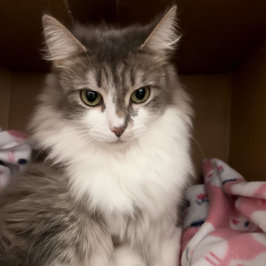 Enlarge Frenchy, an adopted Domestic Long Hair in Grand Rapids, MI image 5/6