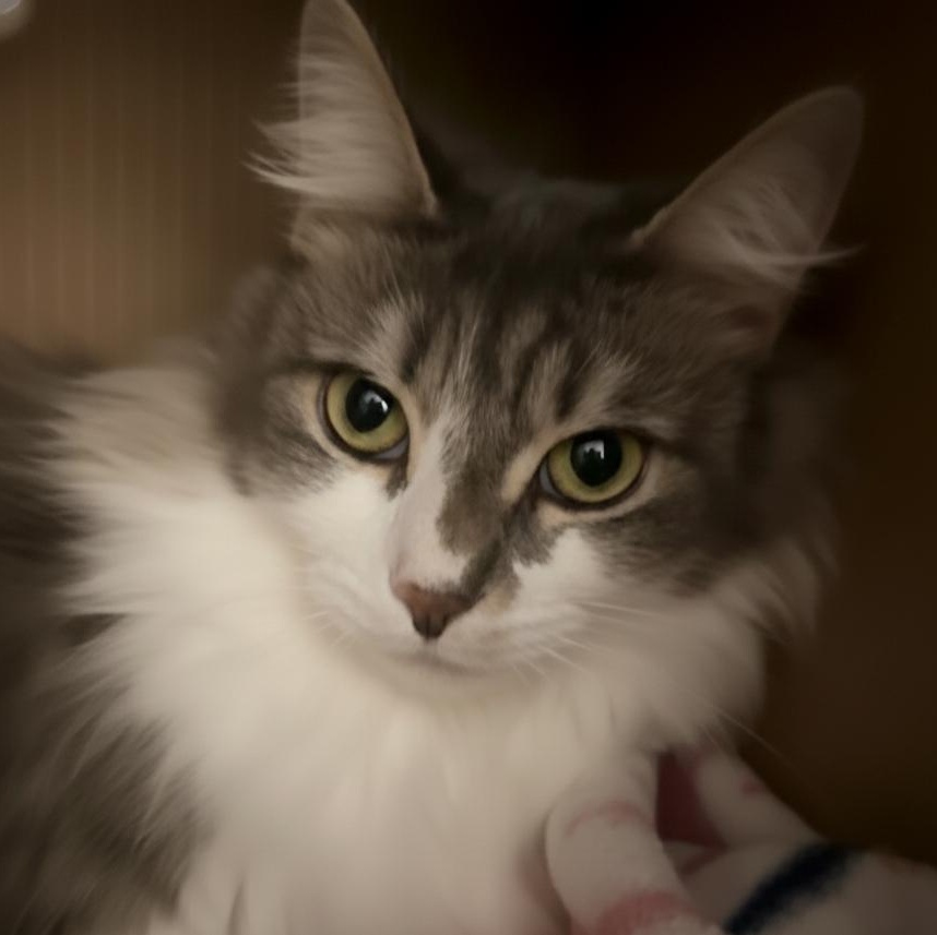 Enlarge Frenchy, an adopted Domestic Long Hair in Grand Rapids, MI image 1/6