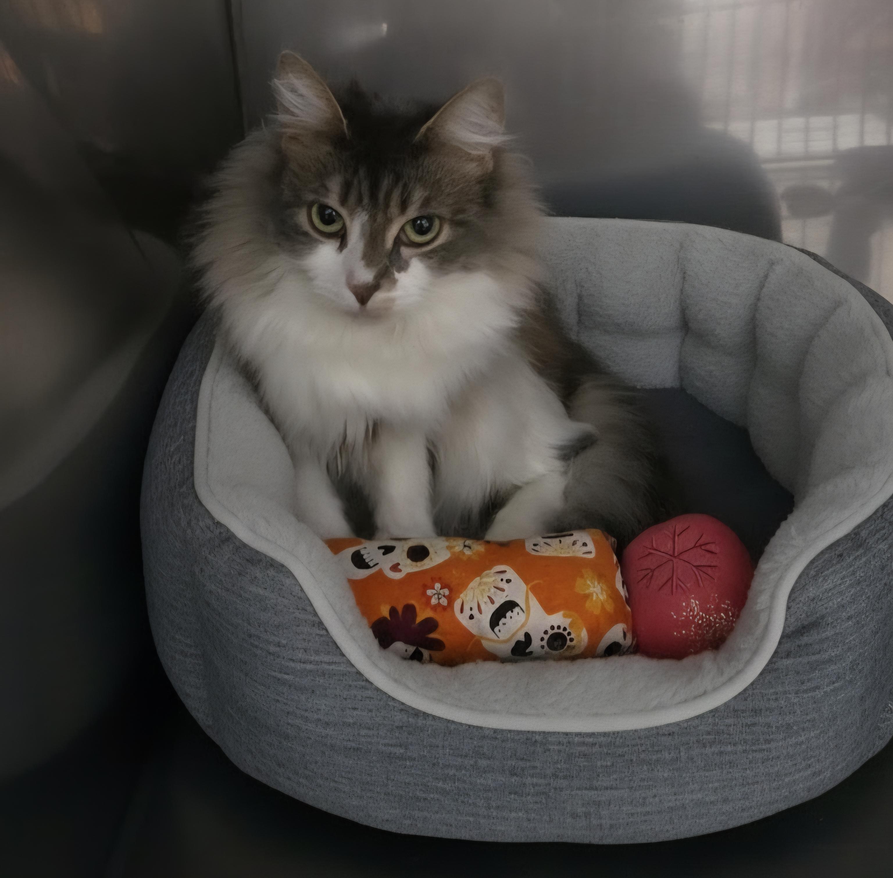 Enlarge Frenchy, an adopted Domestic Long Hair in Grand Rapids, MI image 2/6