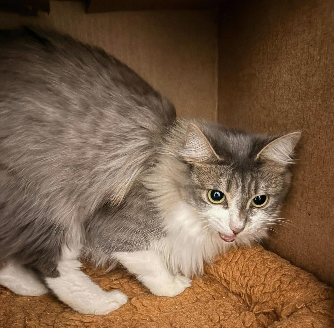 Enlarge Frenchy, an adopted Domestic Long Hair in Grand Rapids, MI image 3/6