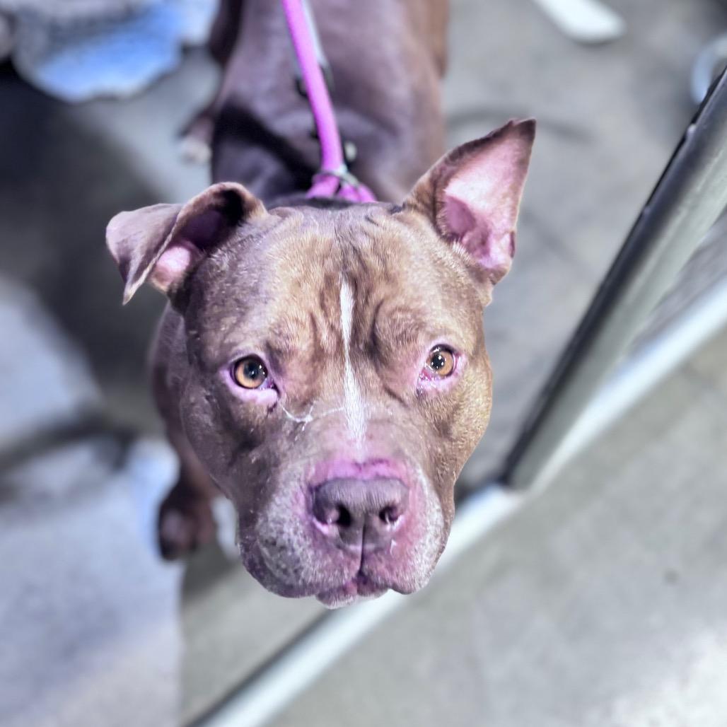 Larry, Adopted, Adult Male Mixed Breed.