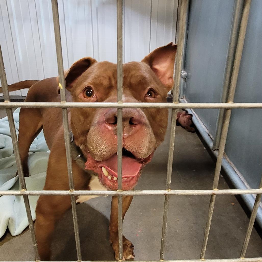 Enlarge Larry, a Adopted Mixed Breed in Bismarck, ND image 2/6