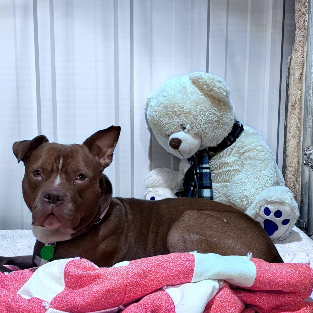 Enlarge Larry, a Adopted Mixed Breed in Bismarck, ND image 3/6