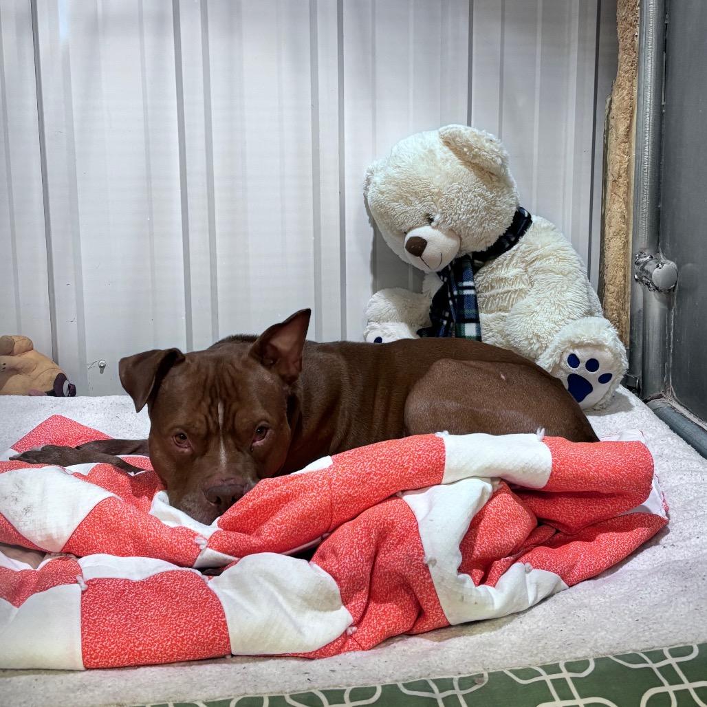 Enlarge Larry, a Adopted Mixed Breed in Bismarck, ND image 4/6