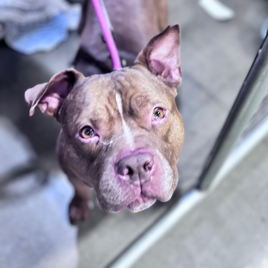 Enlarge Larry, a Adopted Mixed Breed in Bismarck, ND image 5/6