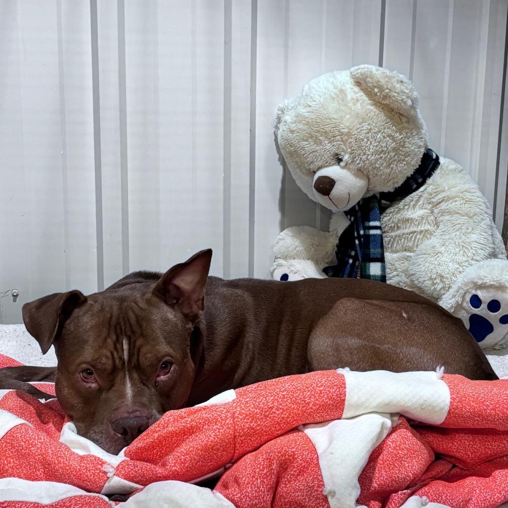 Enlarge Larry, a Adopted Mixed Breed in Bismarck, ND image 6/6