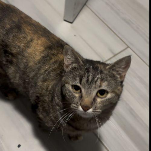 Penelope, Adoptable, Young Female Domestic Short Hair.
