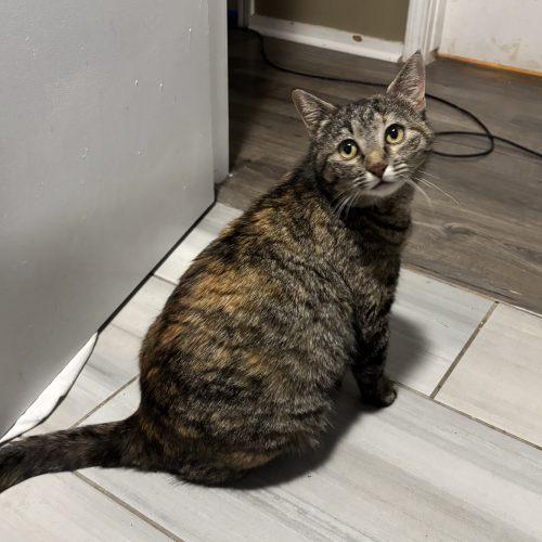 Penelope, a Adoptable Domestic Short Hair in Kirksville, MO image 2/6