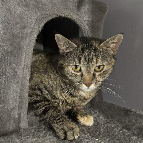 Penelope, a Adoptable Domestic Short Hair in Kirksville, MO image 3/6