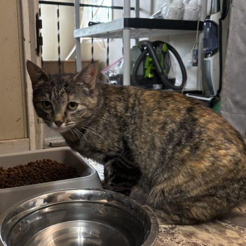 Penelope, a Adoptable Domestic Short Hair in Kirksville, MO image 4/6